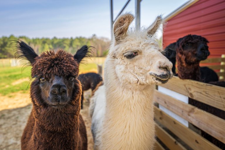 Visita a una Granja de Alpacas